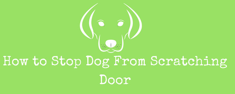 How to Stop Dog From Scratching Door