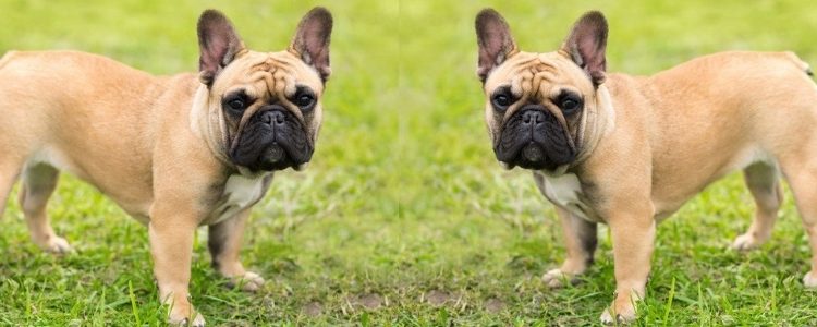Best Shampoo for French Bulldogs