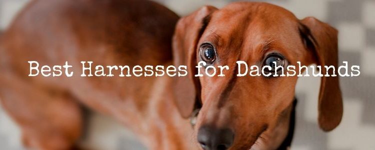Best Harnesses for Dachshunds