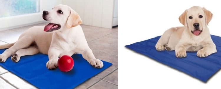 Best Cooling Mats for Dogs