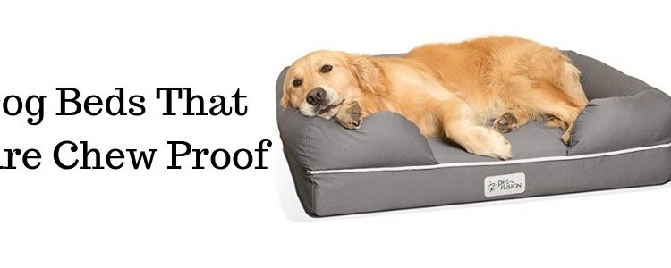 Dog Beds That Are Chew Proof