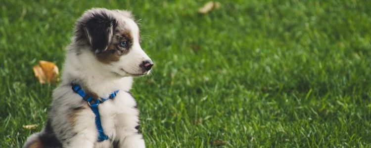 Vibration Collars for Deaf Dogs