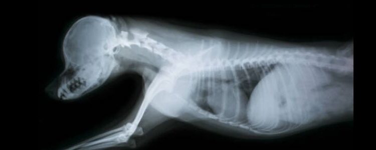 Average Cost of Dog X-Ray