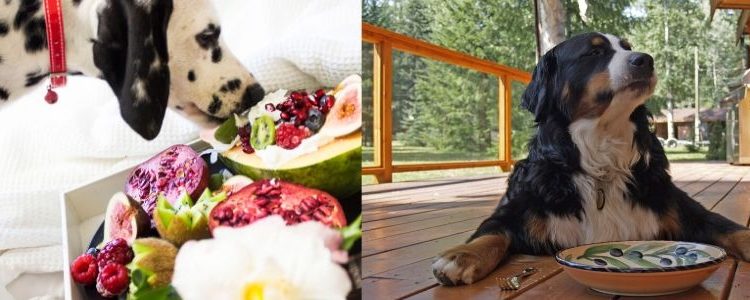 What Ingredients to Avoid In Dog Food